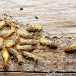 5 Myths About Termite Control You Should Stop Believing