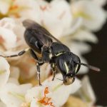 Professional Bees Control Melbourne for Safe & Eco-Friendly Bee Removal