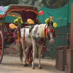 Buggy service for wedding