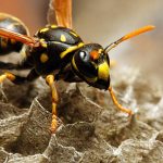 Expert Wasp Control Services for Safe Homes and Businesses Across Melbourne
