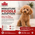 Miniature Poodle Adoption: Things to Think About Before Bringing One Home