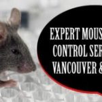 Expert Mouse Control in Vancouver for Safe and Effective Rodent Removal Solutions