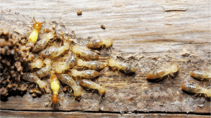 termite control san fernando valley